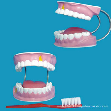 Modelo de dentes dentários de 28 dentes para modelo de ensino médico de cuidados dentários